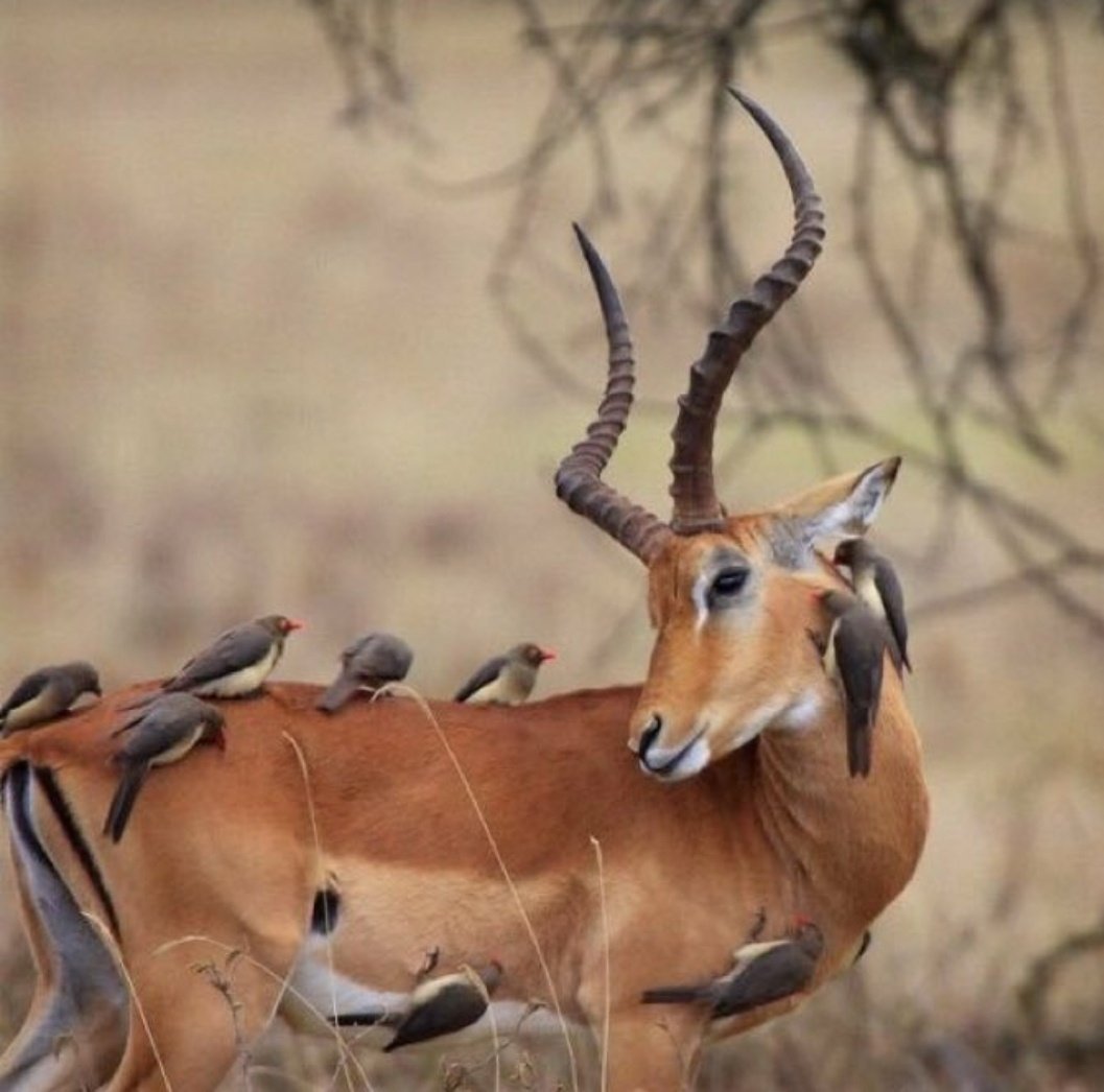 Взаимовыгодные отношения в природе