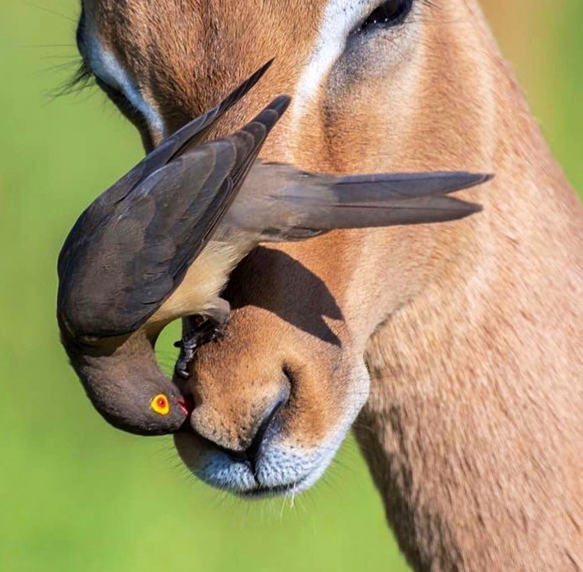 Симбиоз животных