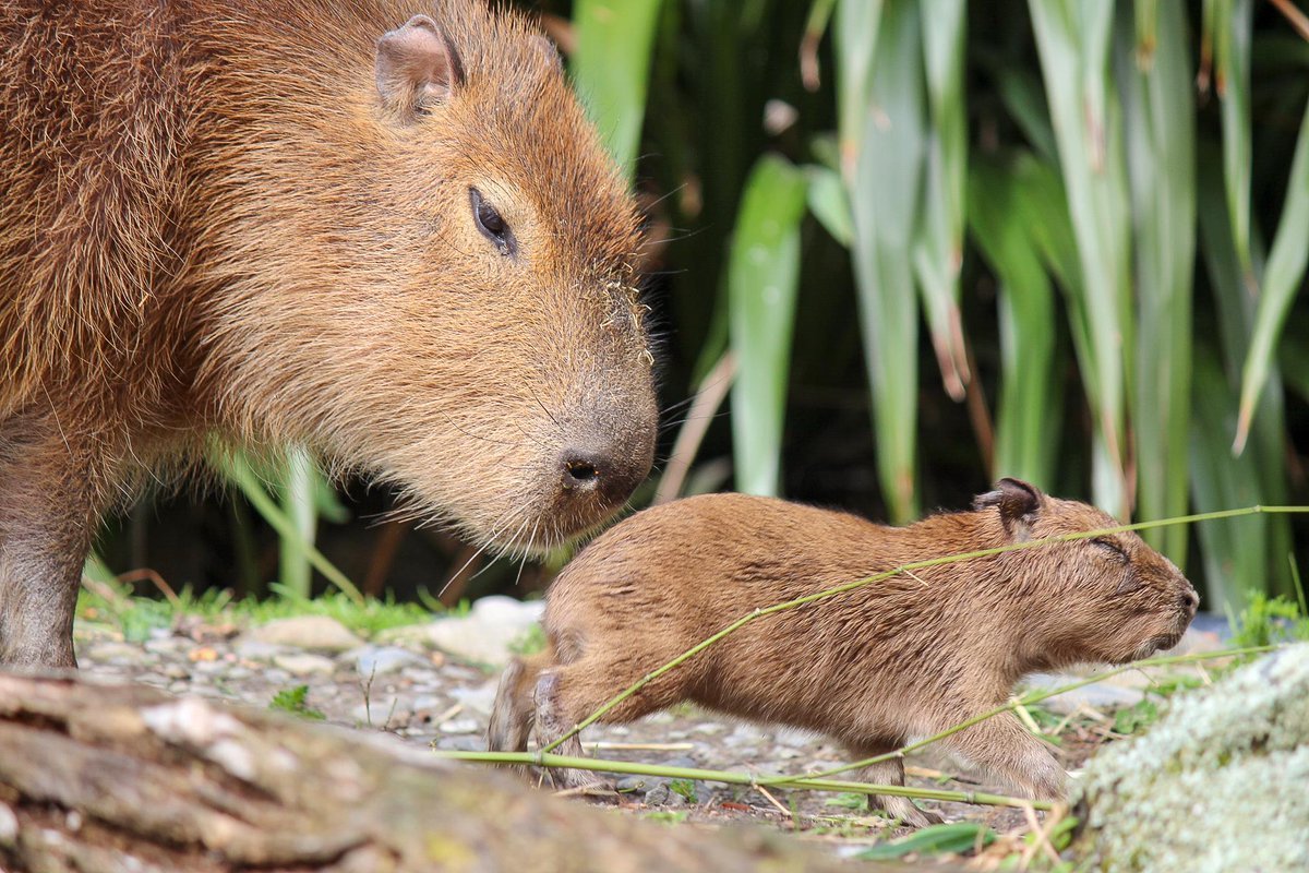 Борьба за существование у животных