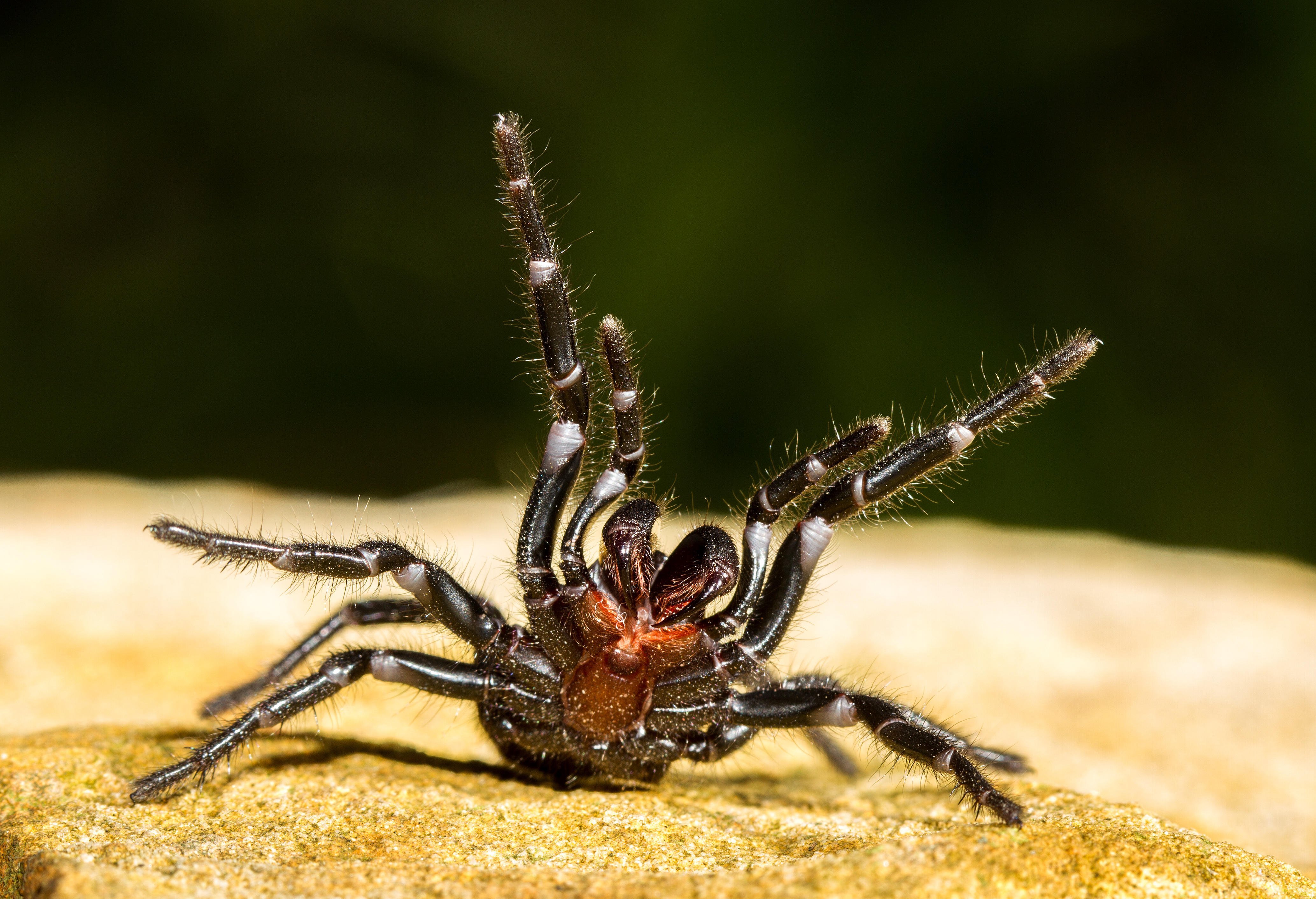 Сиднейский лейкопаутинный паук - 71 фото