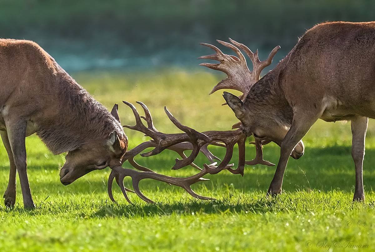 Симбиоз животных