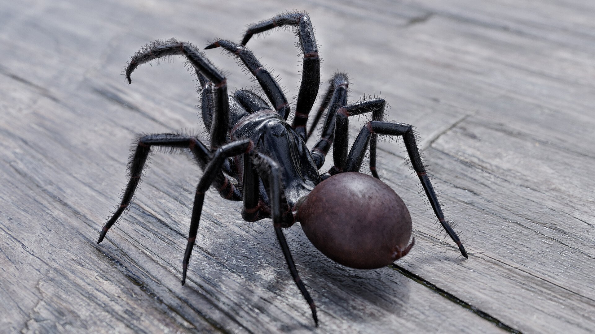Сиднейский лейкопаутинный паук - 71 фото