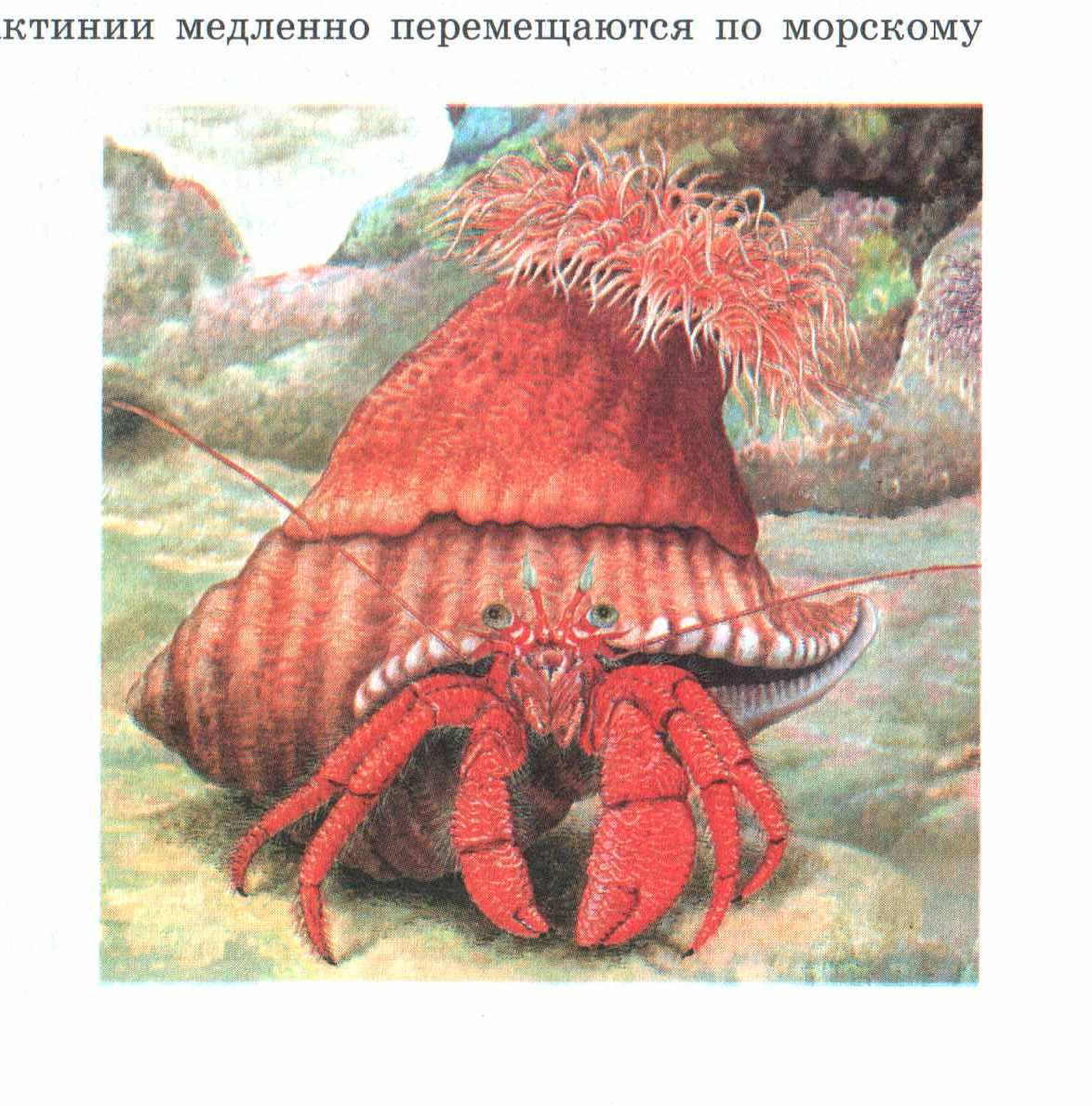 Гепард охотится на антилопу