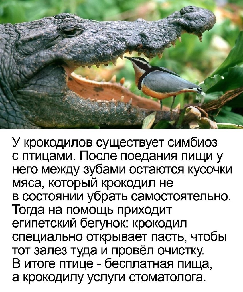 Птичка чистит зубы крокодилу
