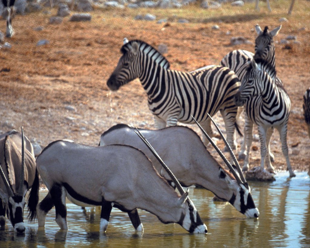 Обезьяна и коза