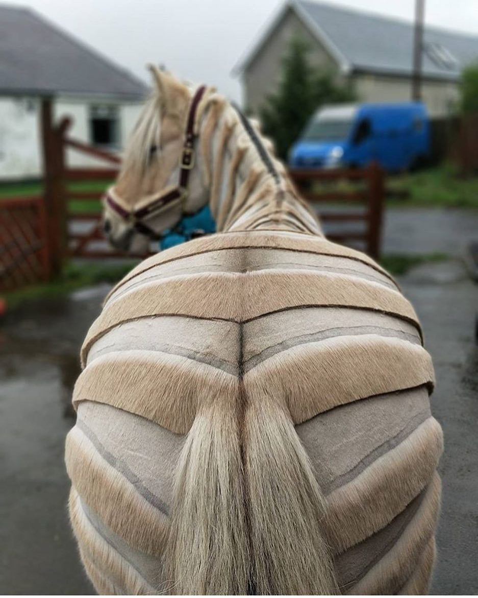 Причёски для лошадей