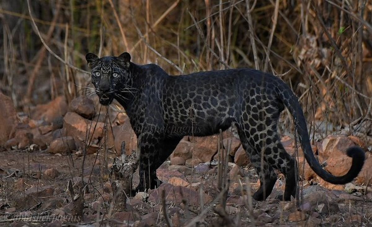 Белый Лев маленький