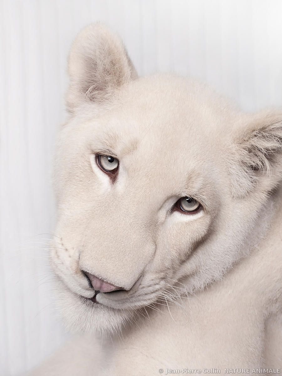 Тигр альбинос