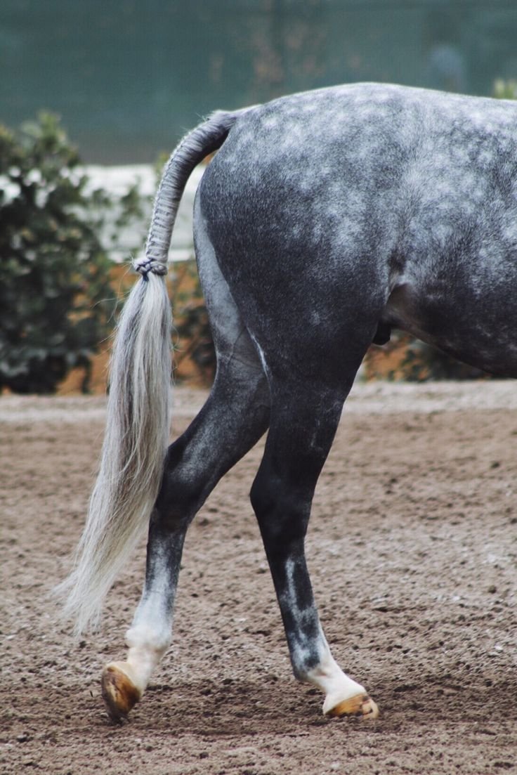 Красивый хвост лошади