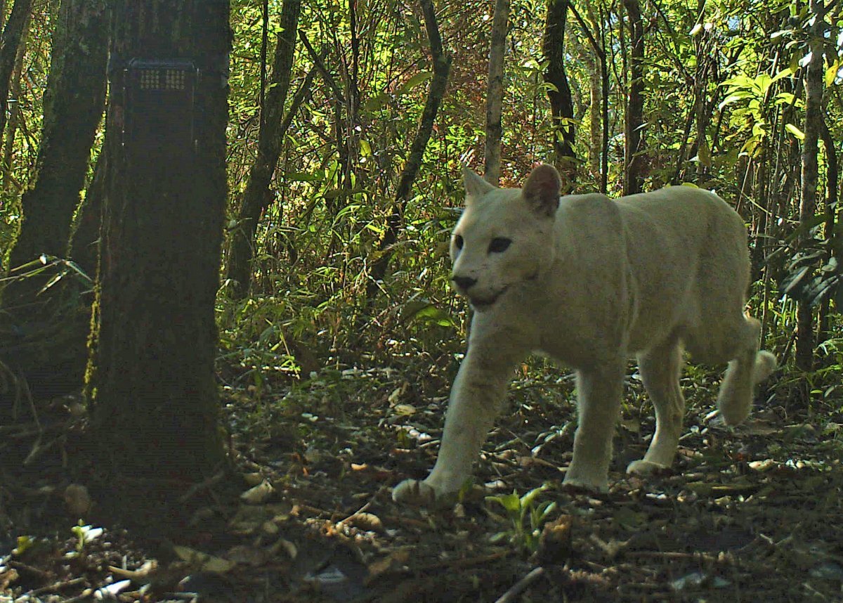 Пума альбинос