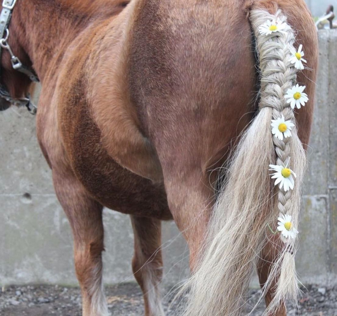 Хвост лошади