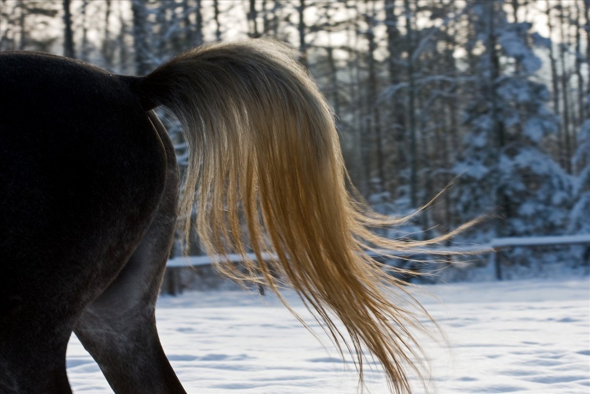 Конский хвост лошадь