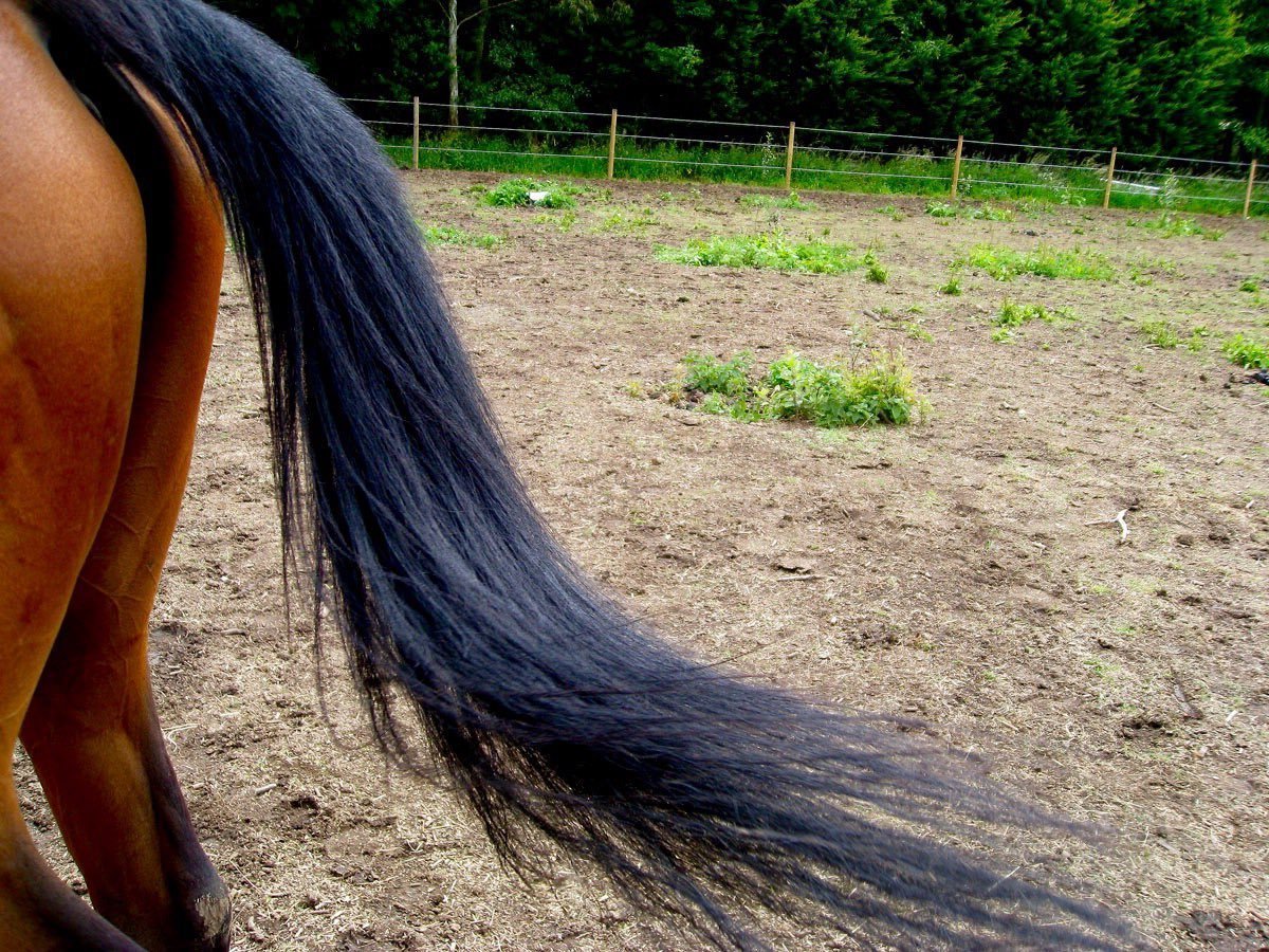 Лошадиный волос