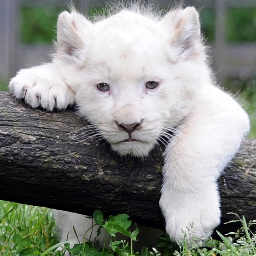 Гризли альбинос