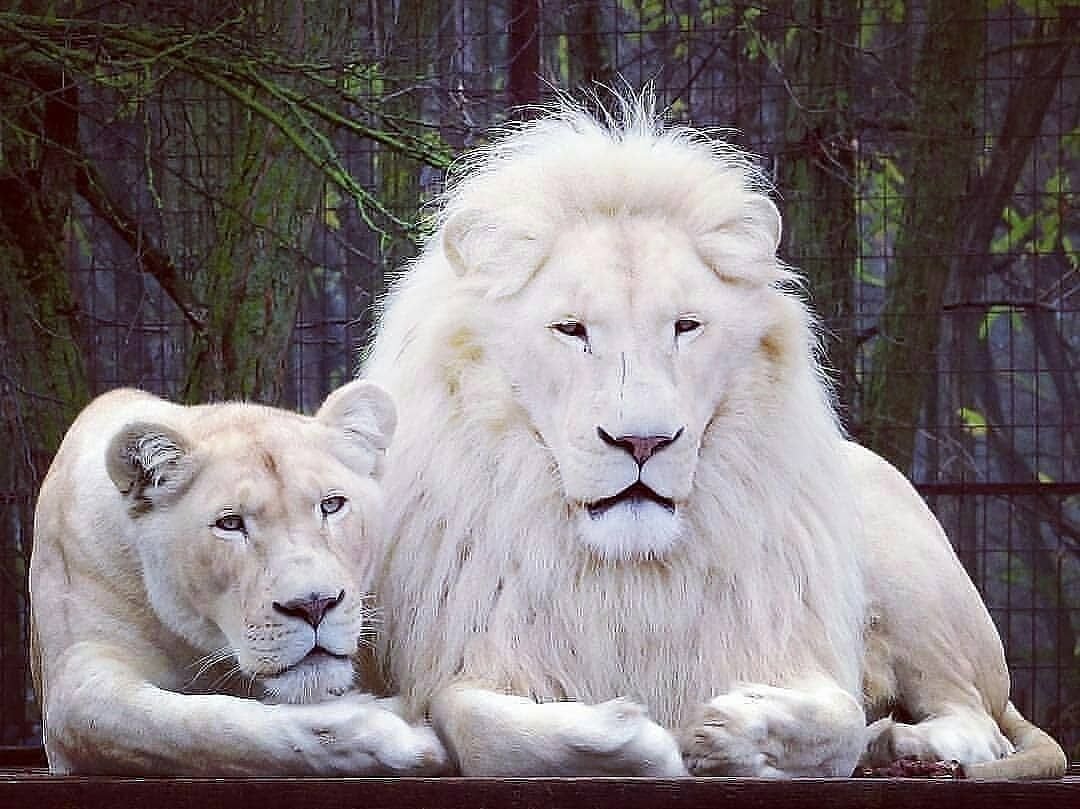 Гепард альбинос