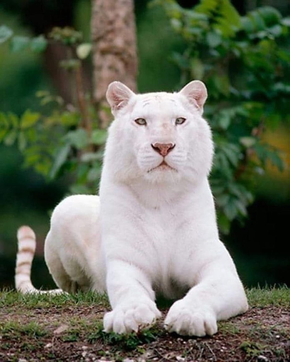 Бенгальский тигр альбинос