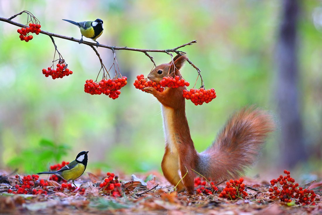 Рябиновый скворец