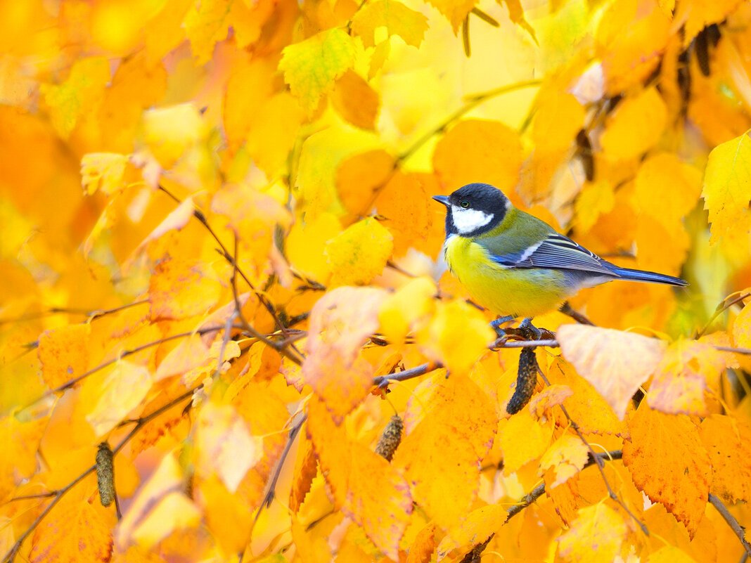 Синичка осень