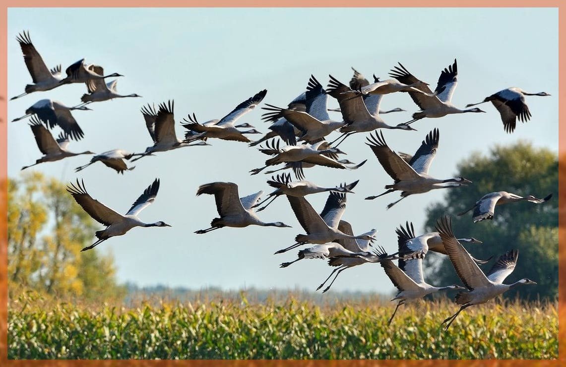 Красивые белые птицы