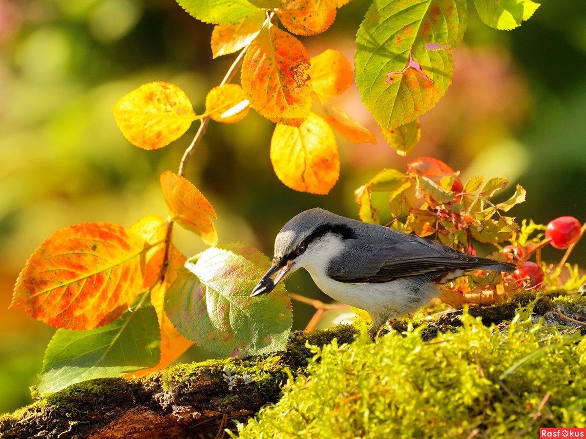 Самые красивые Совы