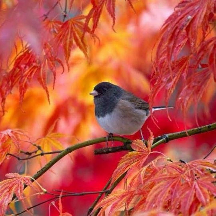 Осенняя маленькая птичка