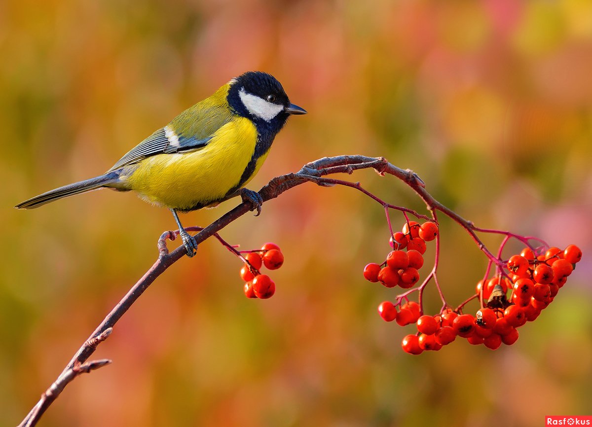 Осень птицы