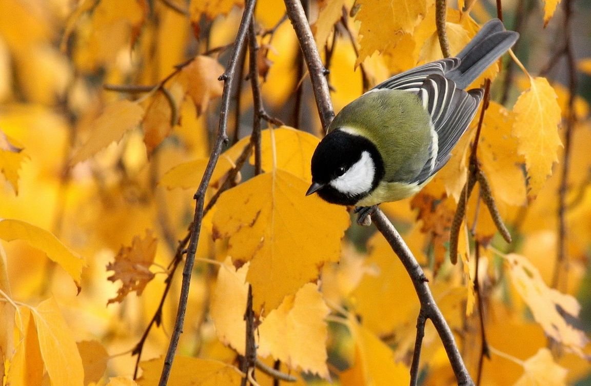 Птицы осенью