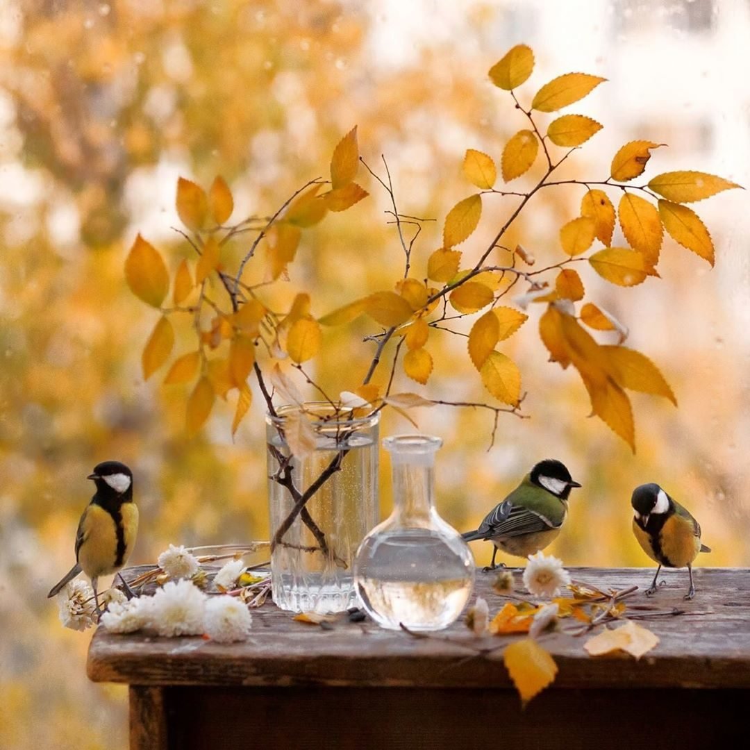 Гуси перелетные птицы Клин