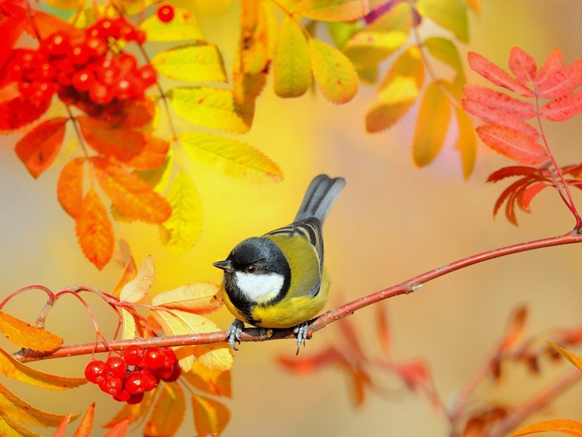 Птица в листве