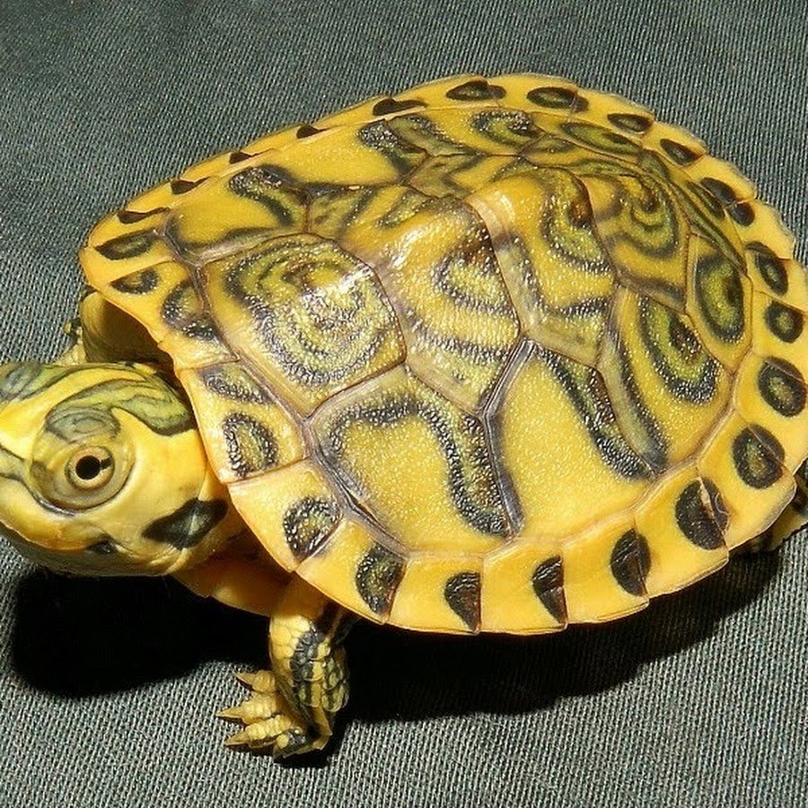 Красноухая черепаха желтая