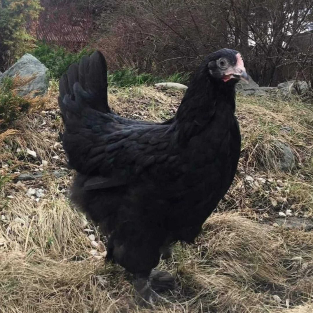 Чешский Доминант ДС 109