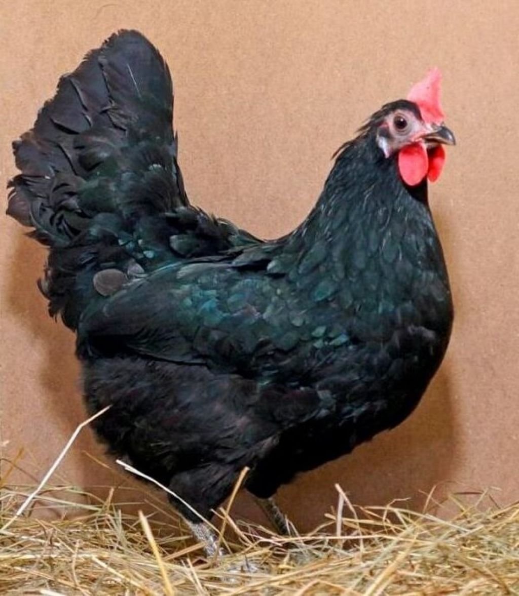 Чешский Доминант плимутрок