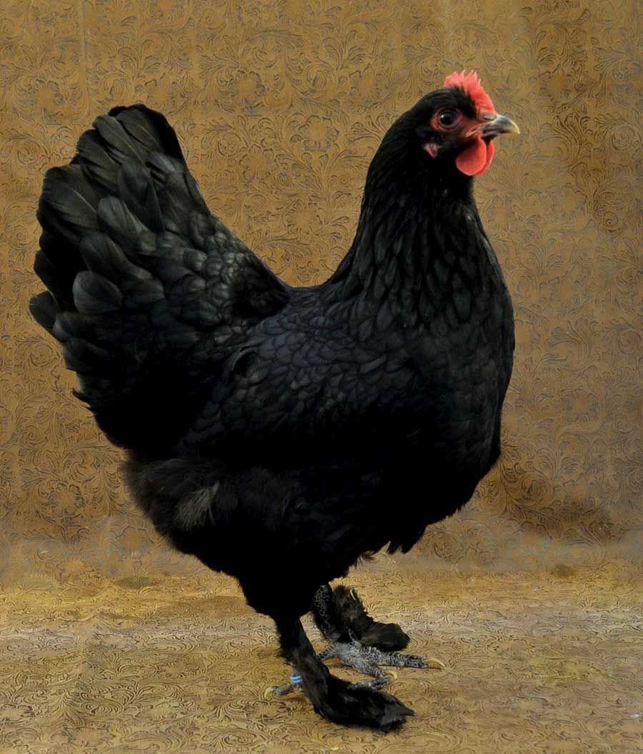 Куры Лангшан