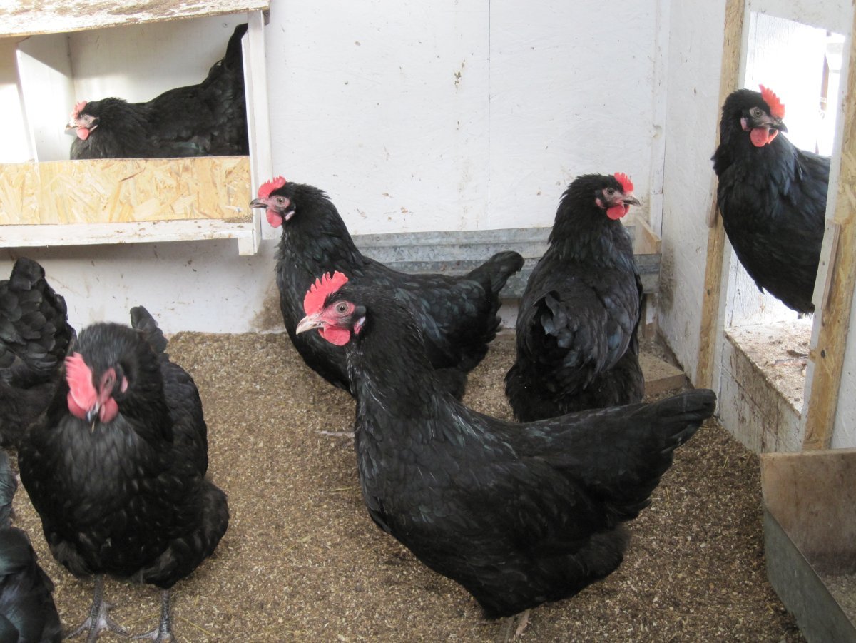 Куры породы Доминант Московская черная