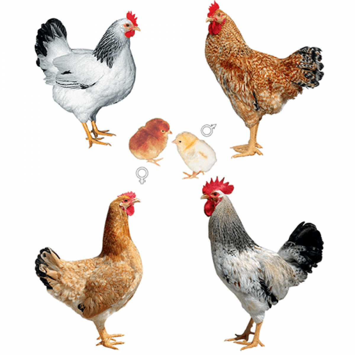 Доминант gs459 порода кур