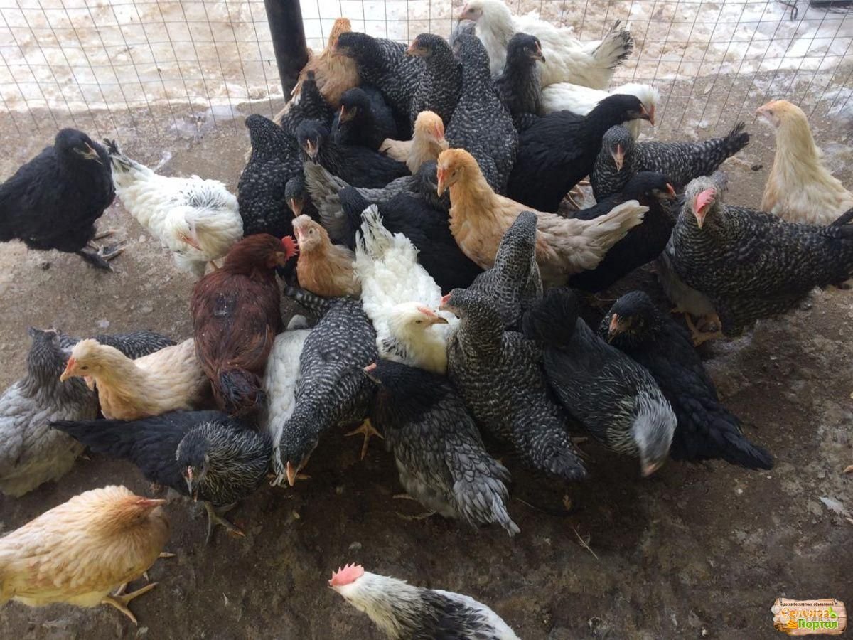 Чешский Доминант gs459