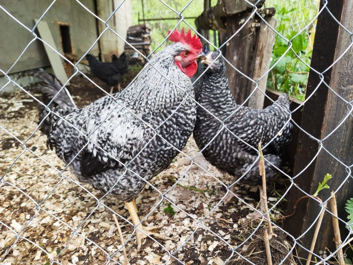 Маран серебристогривый