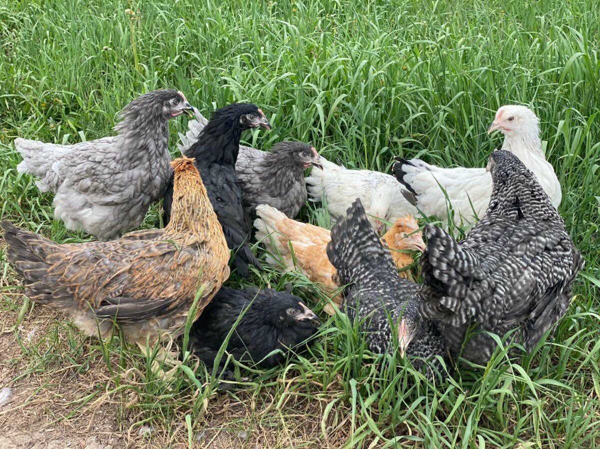 Куры несушки Доминант