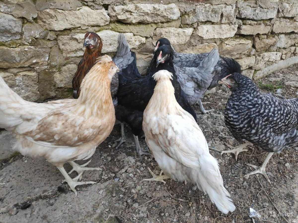 Чешский Доминант" GS-109