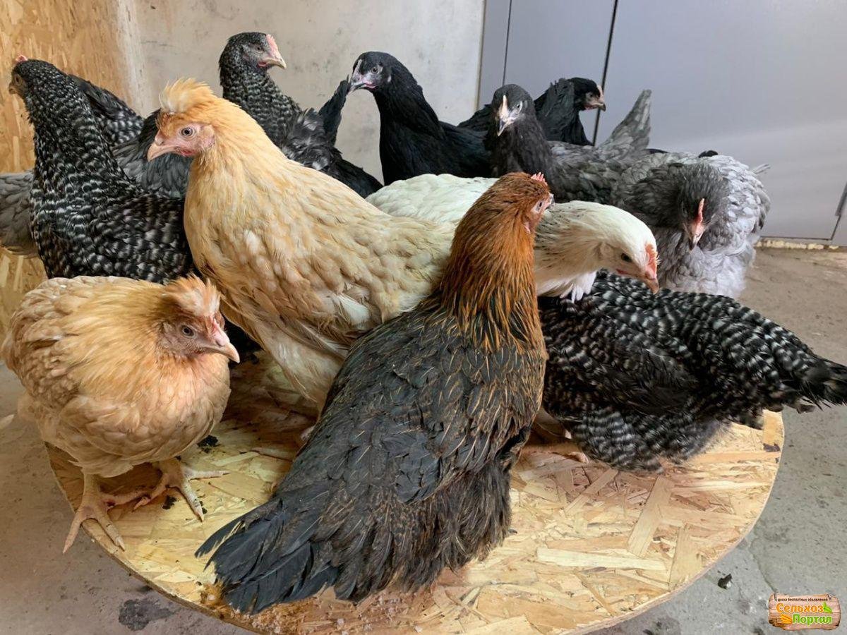 Родонит чешский Доминант