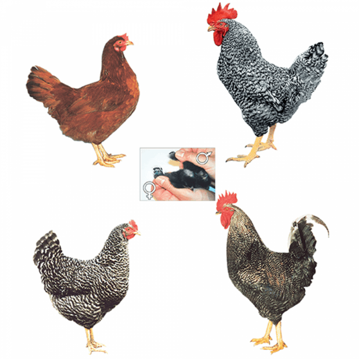 Чешский Доминант d902