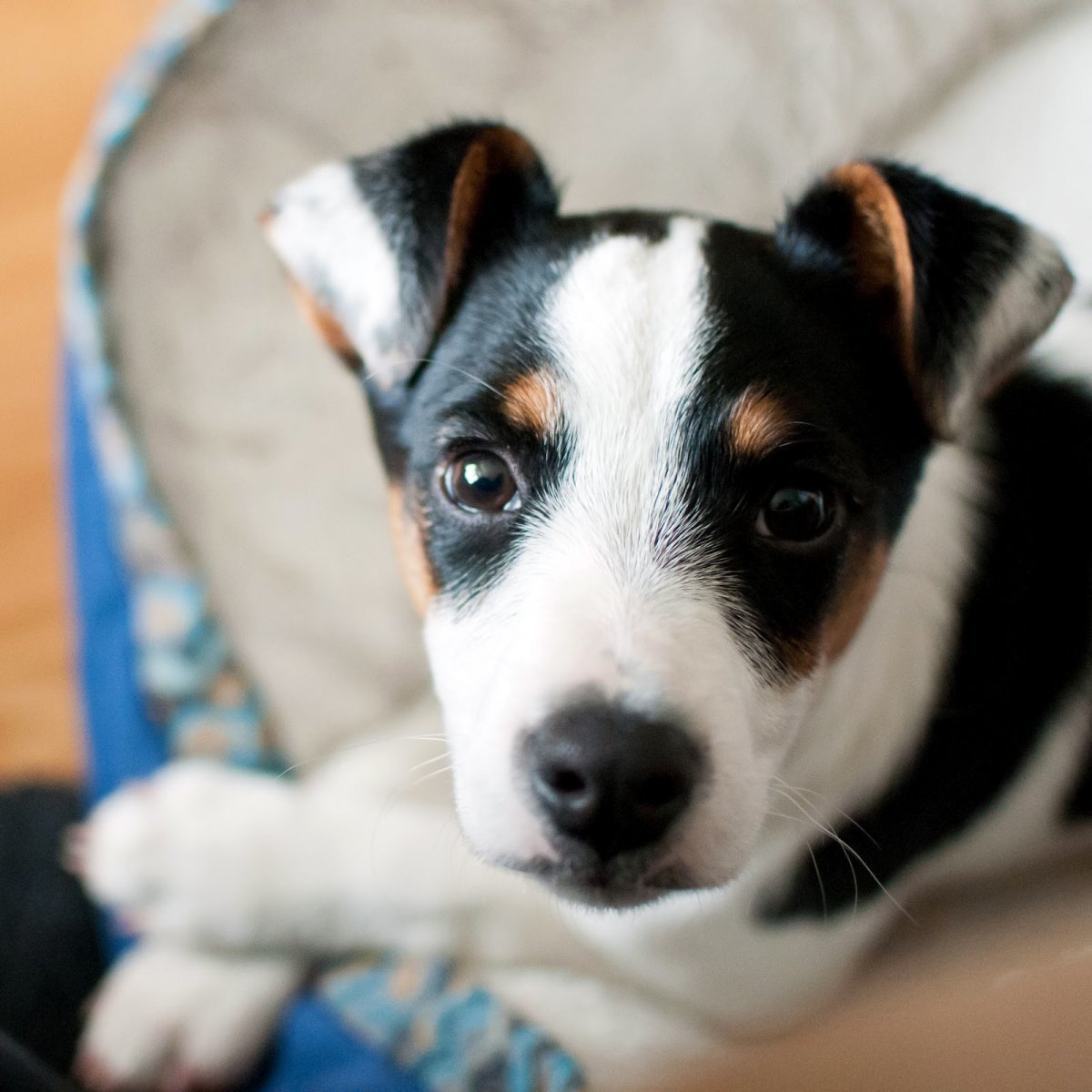 Джек-Рассел-терьер серный