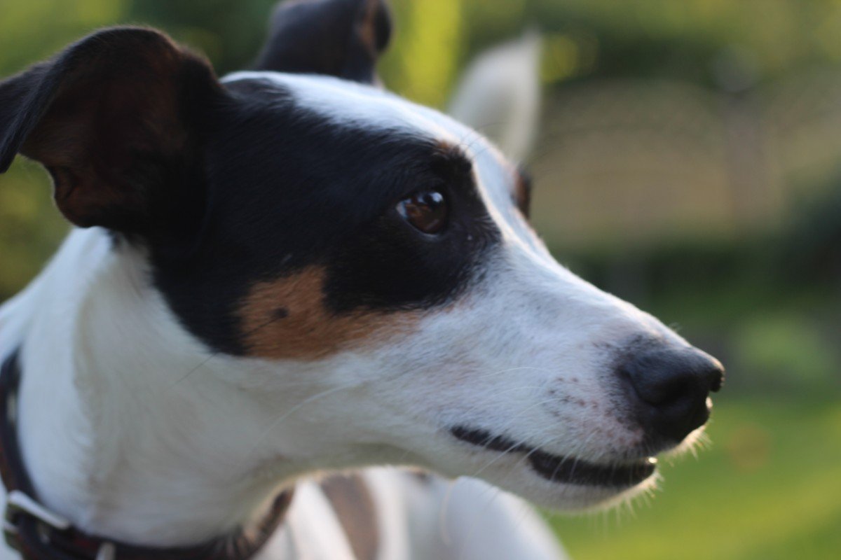 Джек Рассел Парсон коричневы