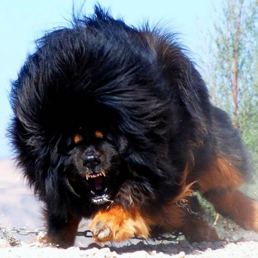 Порода милые и большой собаки