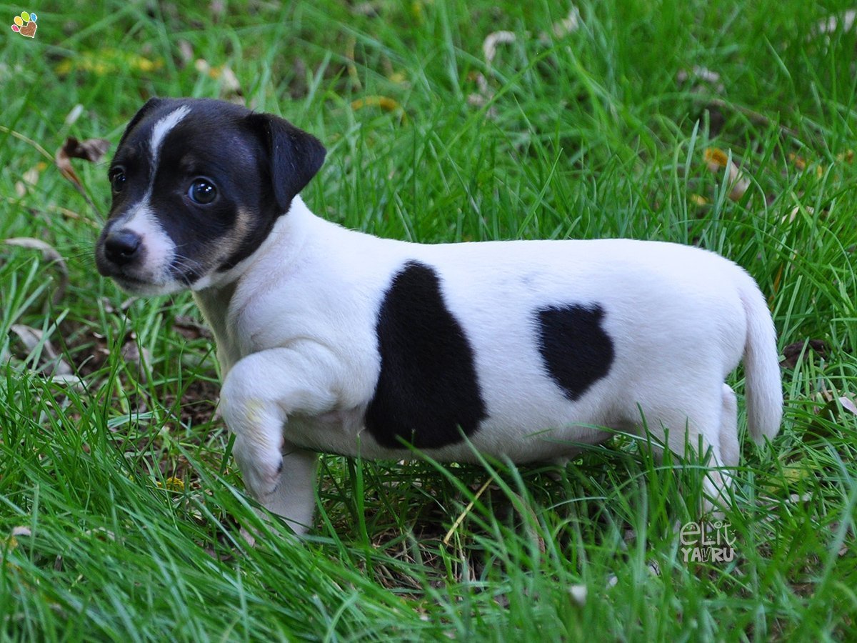 Джекрасл терьер черный