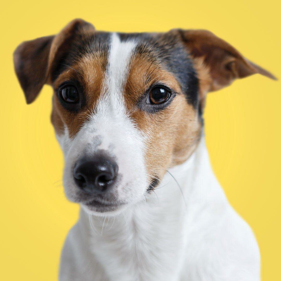 Джек-Рассел-терьер и кошки