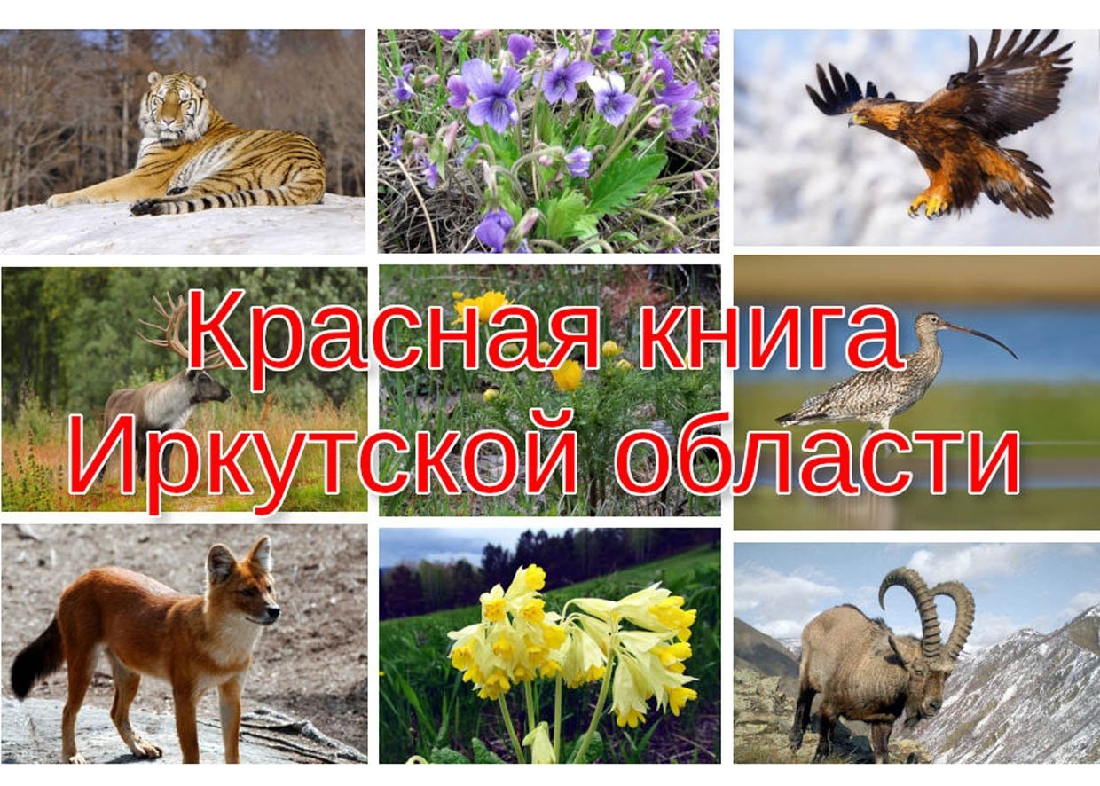 Растения и животные занесенные в красную книгу Иркутской области