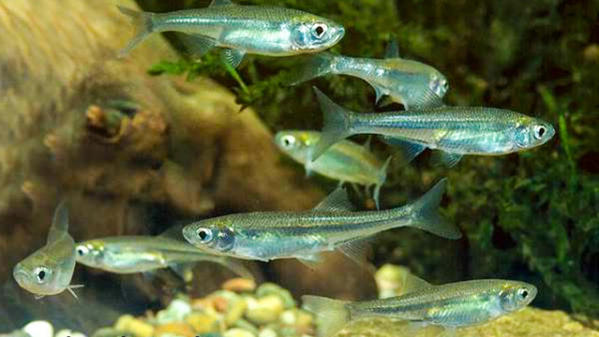 Рыбы мелких рек. Верховка Leucaspius delineatus. Верхоплавка рыба малек. Малек Верховка. Малек уклейки.