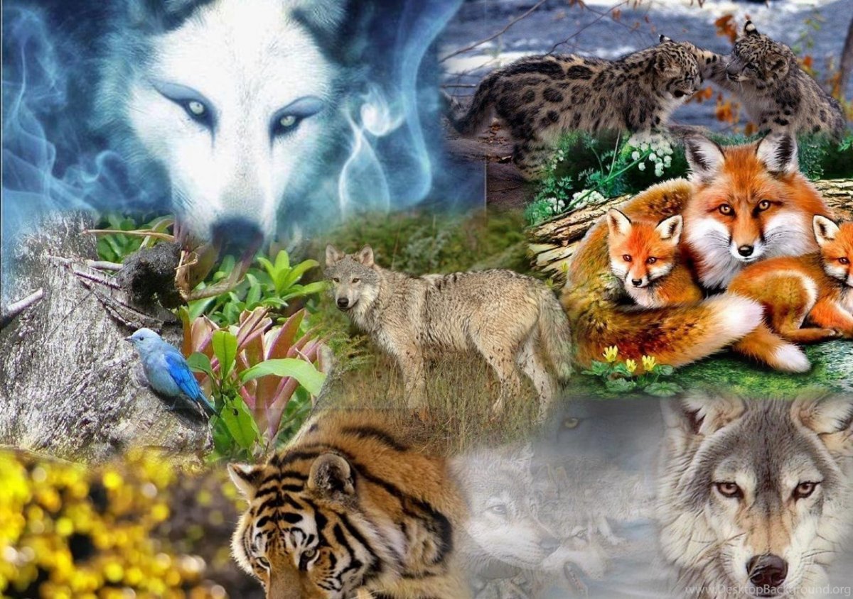 Животные коллаж