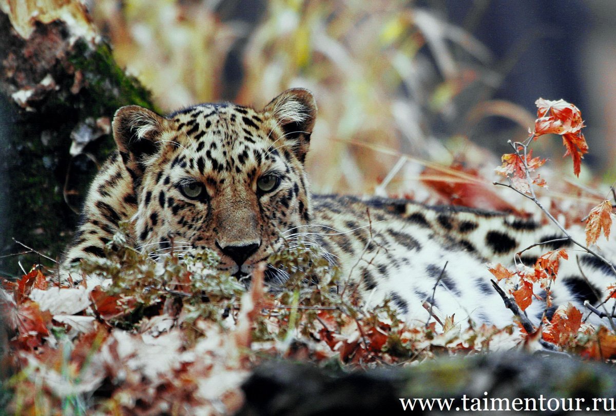 Уссурийский заповедник фауна